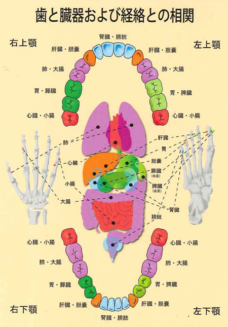 歯と臓器および経絡との相関